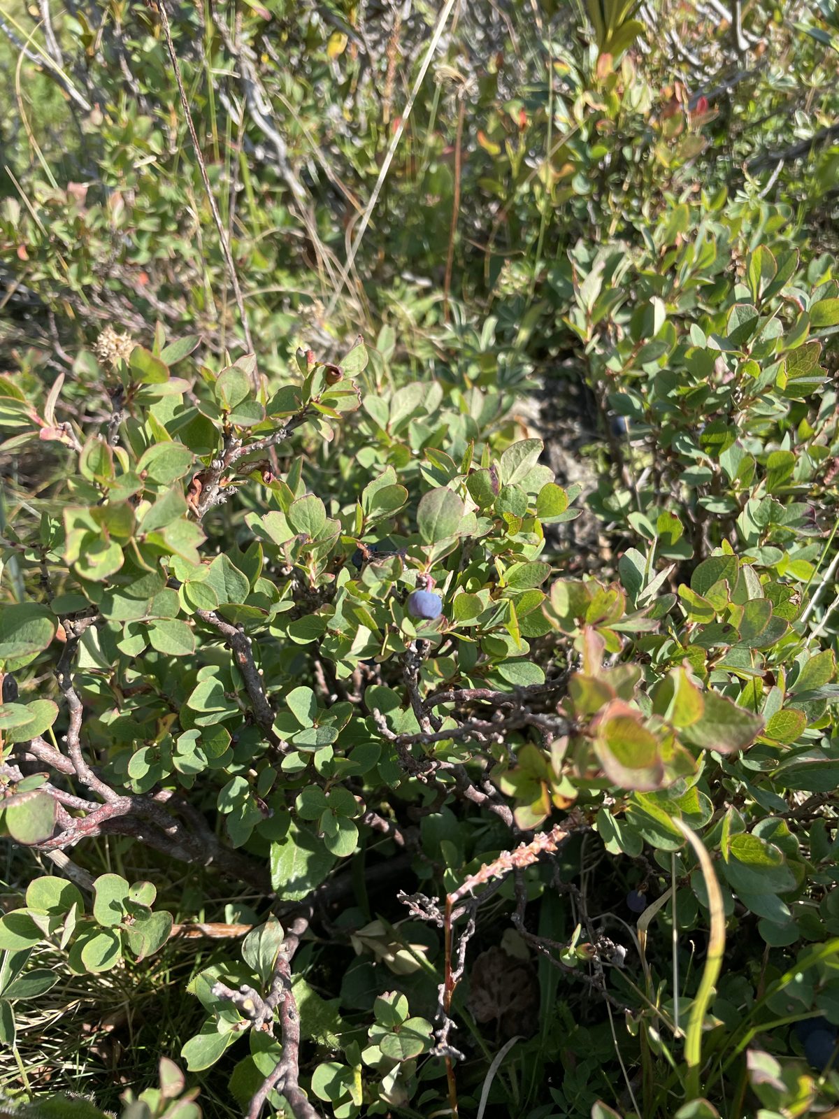 Blueberries growing on the bushes in the mountains