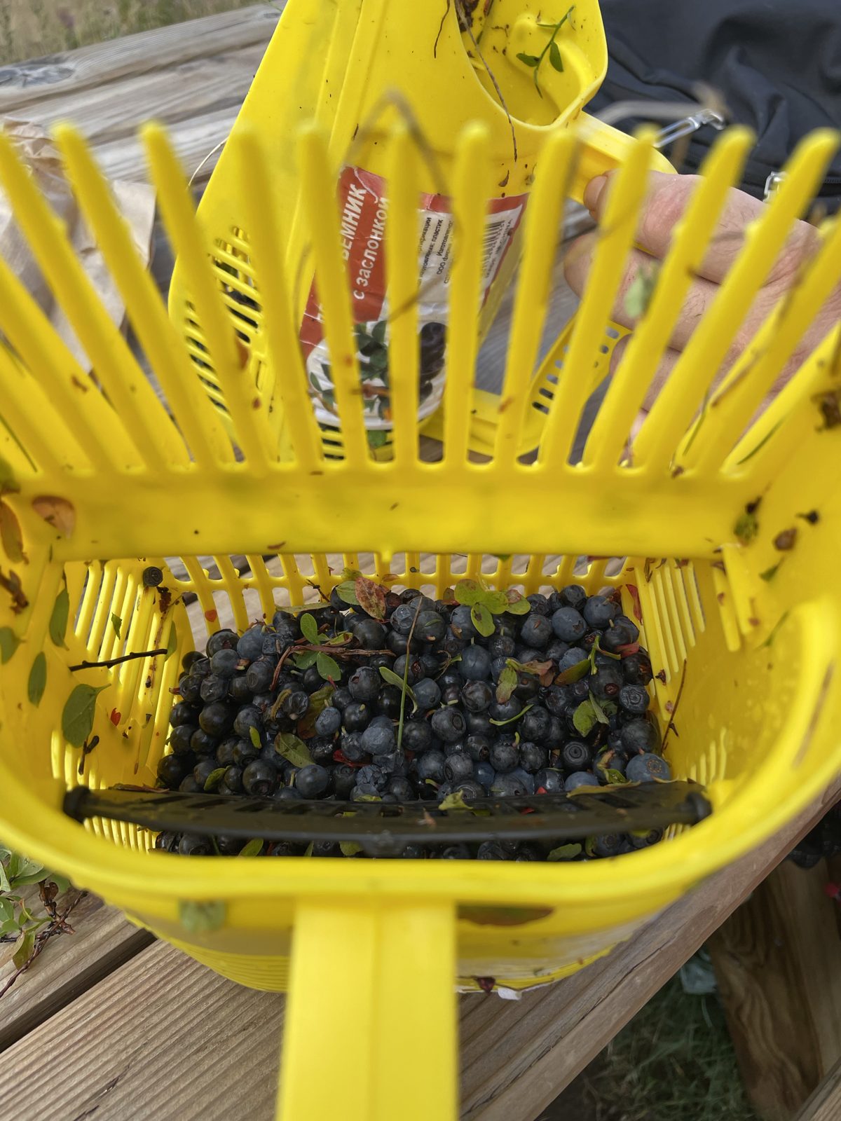A basket of freshly picked blueberries