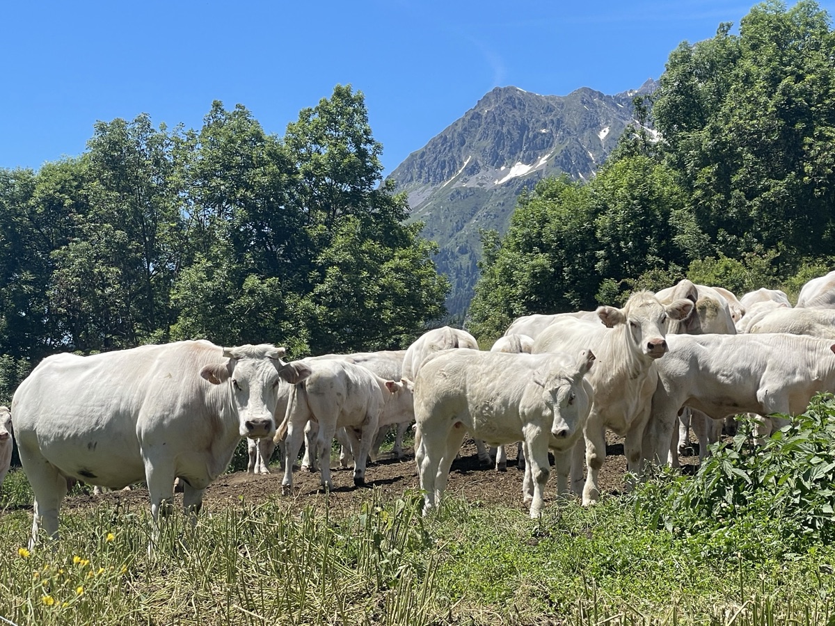 Cows in a meadow on the walk to Le Collet